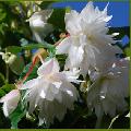 Begonia bellaconia white