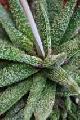 Aloe hybrid Twilight Zone™
