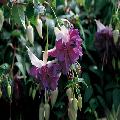 Fuchsia deep purple