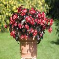 Begonia Hybrida Big  Rossa Foglia scura